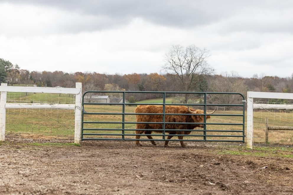 Gates - Behlen Country Pasture Pro 7 - Bar Gate - Behlen Country