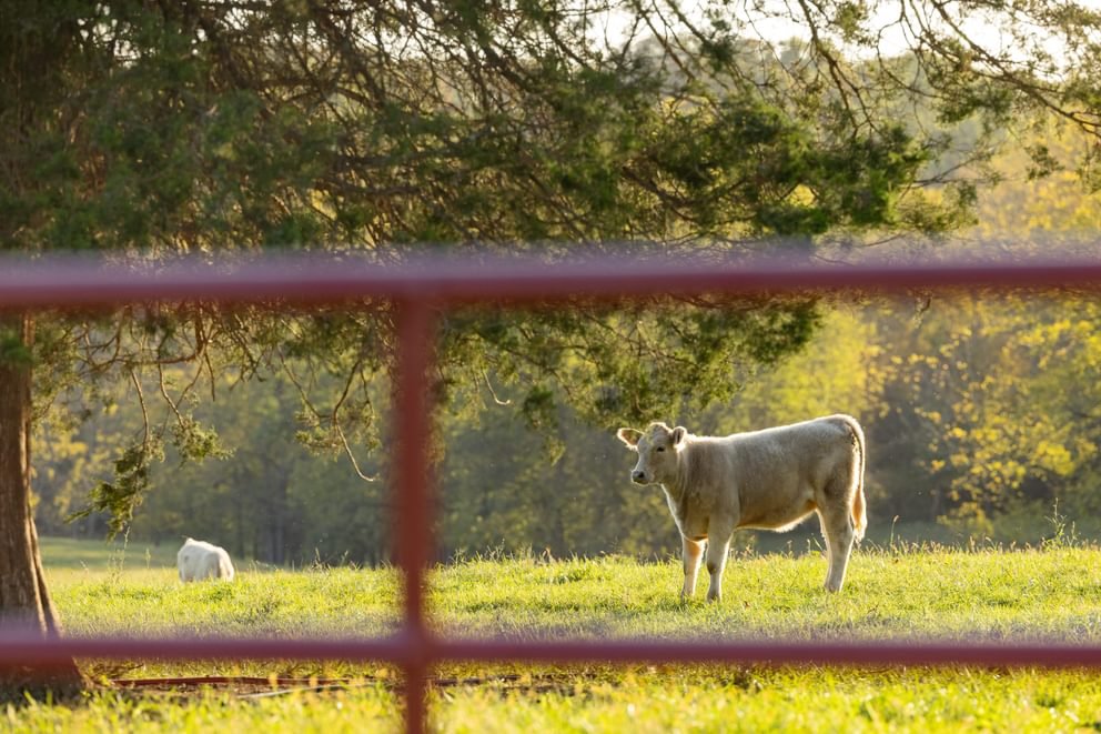 Gates - Behlen Country Pasture Pro 7 - Bar Gate - Behlen Country