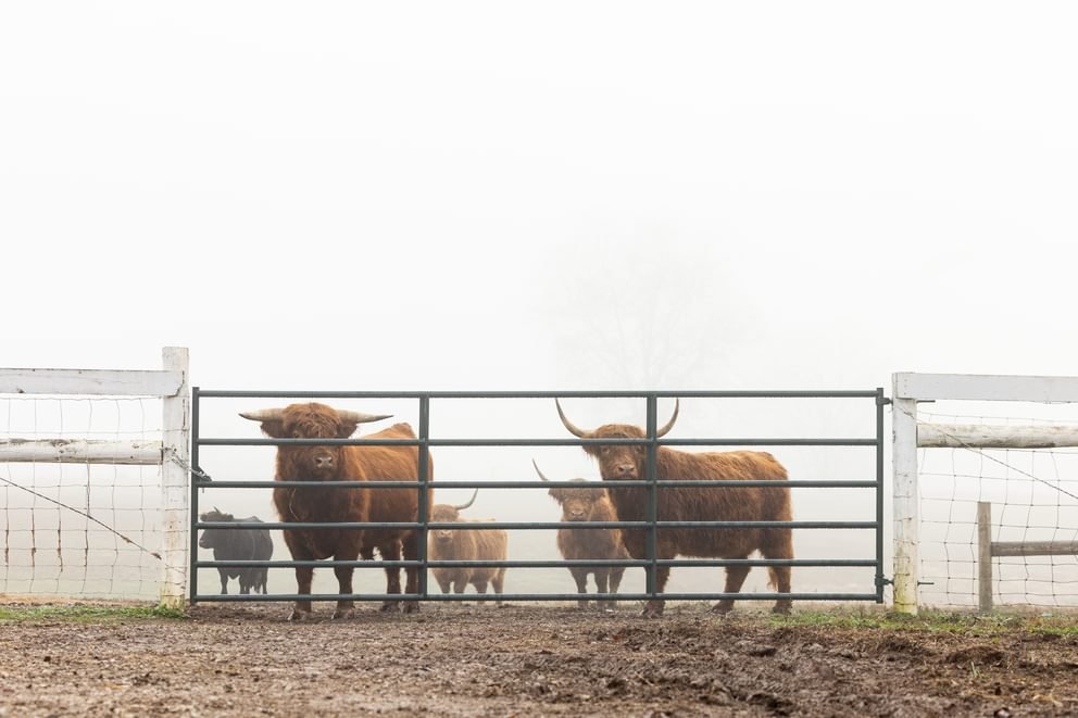 Gates - Behlen Country Pasture Pro Collared Hinge Gate - Behlen Country