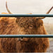 Gates - Behlen Country Pasture Pro Collared Hinge Gate - Behlen Country