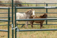 Panels & Walk Throughs - Behlen Country Pioneer Corral Panels - Behlen Country