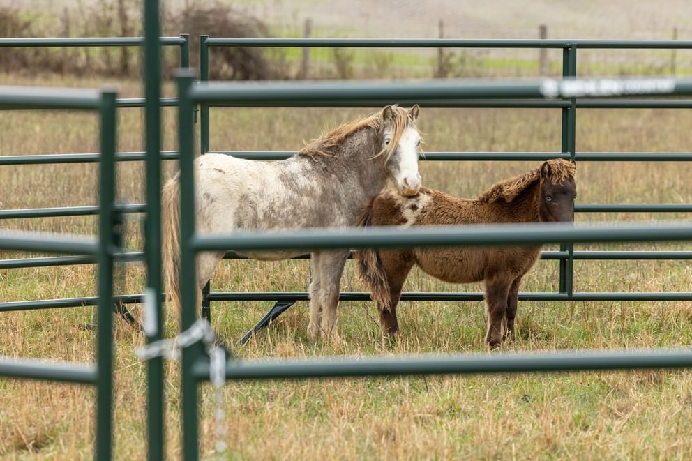 Panels & Walk Throughs - Behlen Country Pioneer Corral Panels - Behlen Country