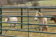 Panels & Walk Throughs - Behlen Country Pioneer Corral Panels - Behlen Country