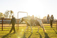 Panels & Walk Throughs - Behlen Country Pioneer Corral Panels - Behlen Country