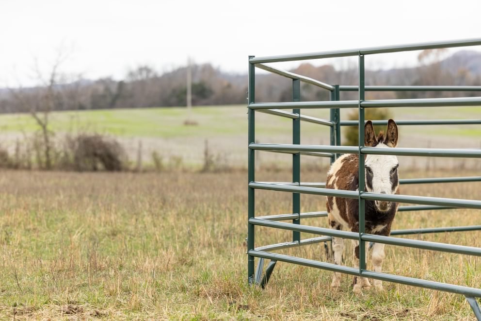 Panels & Walk Throughs - Behlen Country Pioneer Corral Panels - Behlen Country