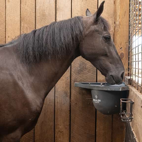 Horse Feeders - Behlen Country Poly Pro Grain Feeder - Behlen Country