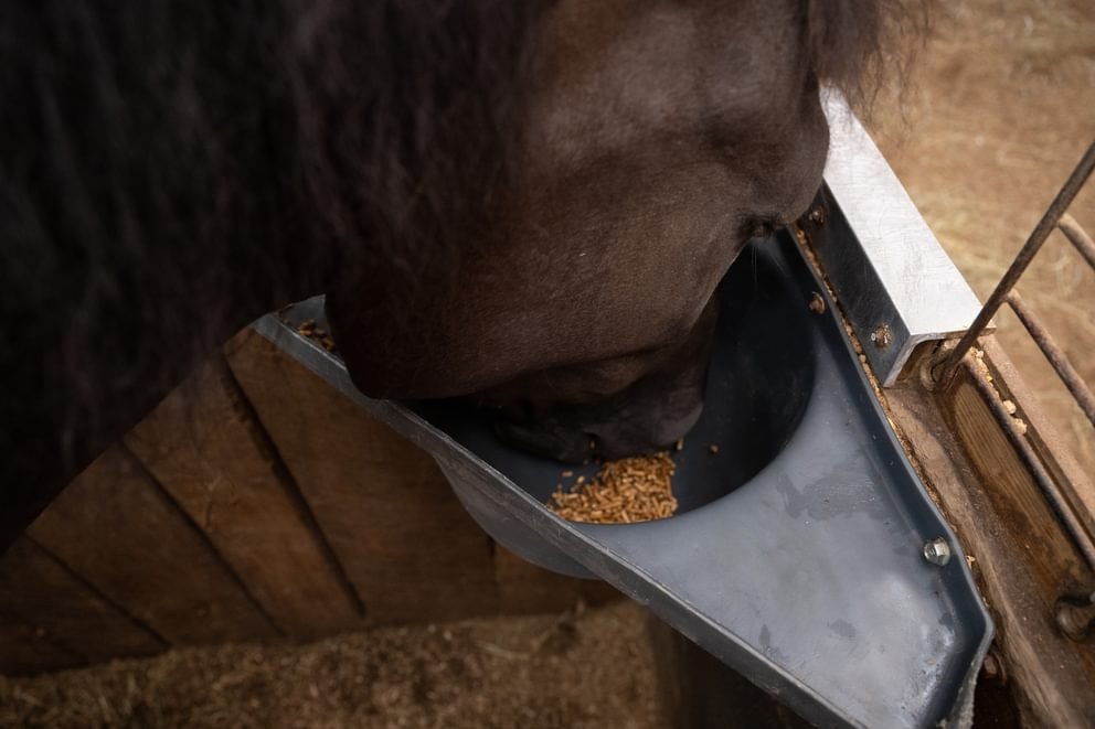 Horse Feeders - Behlen Country Poly Pro Grain Feeder - Behlen Country