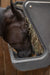 Wall Feeders - Behlen Country Poly Pro Wall Feeder - Behlen Country