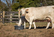 Waterers - Behlen Country Poly Round Tub - Behlen Country