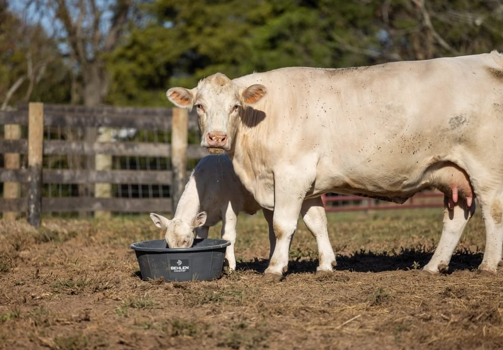 Waterers - Behlen Country Poly Round Tub - Behlen Country