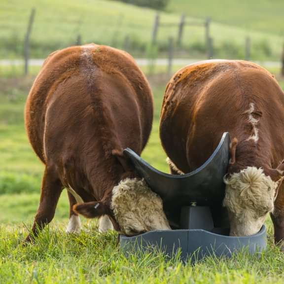 Mineral Feeders - Behlen Country PolyGuard 3 - Block Mineral Feeder - Behlen Country