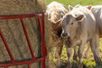 Bale Feeders - Behlen Country ProStock Feeder - Behlen Country