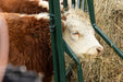 Panels & Gates - Behlen Country RangeMax Feeder Panels - Behlen Country