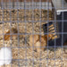Creep Feeder - Behlen Country SafeStart Poly Creep Feeder - Behlen Country