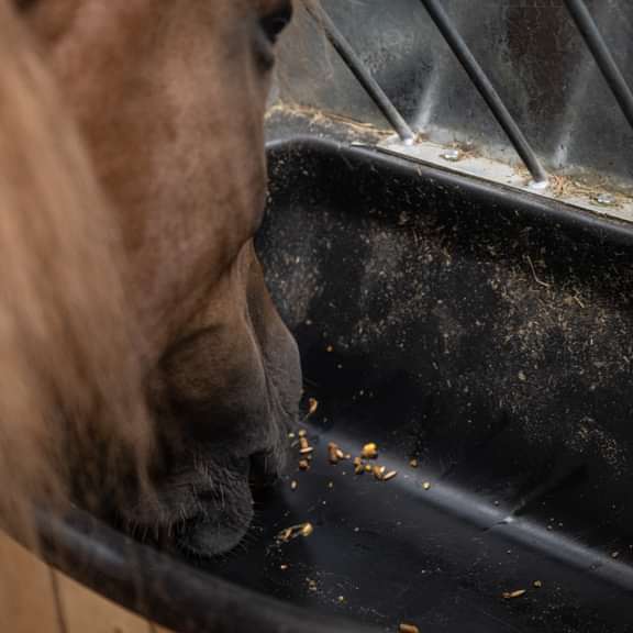 Wall Feeders - Behlen Country StablePro Wall Feeder - Behlen Country