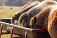 Bunk Feeders - Behlen Country Stockman 10' Elite Bunk Feeder - Behlen Country