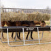 Bunk Feeders - Behlen Country Stockman Elevated Bunk Feeder - Behlen Country