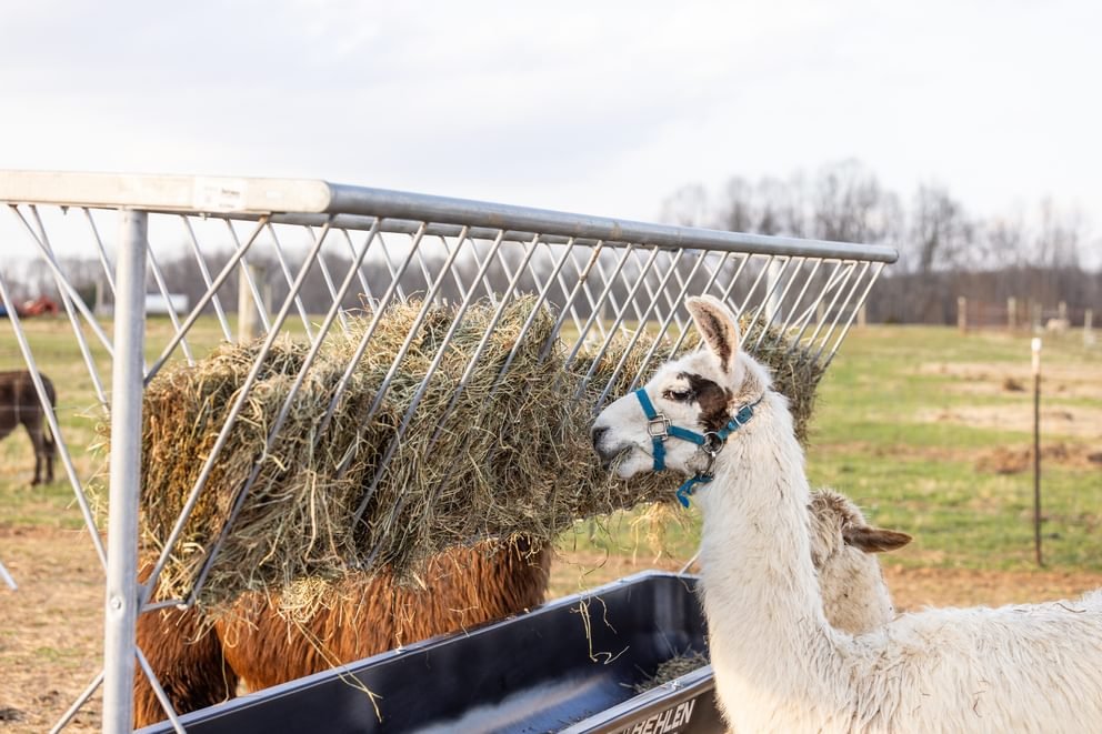 Bunk Feeders - Behlen Country Stockman Elevated Bunk Feeder - Behlen Country