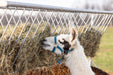 Bunk Feeders - Behlen Country Stockman Elevated Bunk Feeder - Behlen Country
