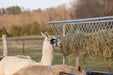 Bunk Feeders - Behlen Country Stockman Elevated Bunk Feeder - Behlen Country