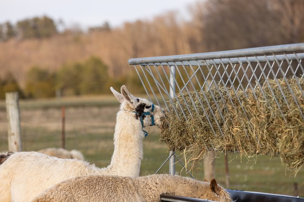 Bunk Feeders - Behlen Country Stockman Elevated Bunk Feeder - Behlen Country