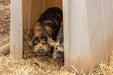 Small Animal Shelter - Behlen Country The Bungalow - Behlen Country