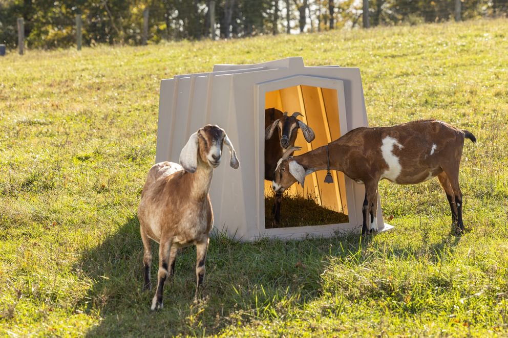 Small Animal Shelter - Behlen Country The Bungalow - Behlen Country