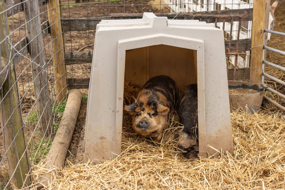 Small Animal Shelter - Behlen Country The Bungalow - Behlen Country