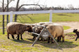 Livestock Feeders - Behlen Country The Commander Anti - Tip Feeder - Behlen Country