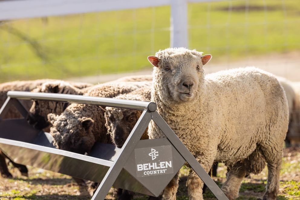 Livestock Feeders - Behlen Country The Commander Anti - Tip Feeder - Behlen Country