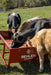 Bunk Feeders - Behlen Country The Vanguard Bunk Feeder - Behlen Country