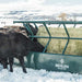 Hay Feeders - Behlen Country V - Smart Feeder - Behlen Country