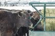 Hay Feeders - Behlen Country V - Smart Feeder - Behlen Country
