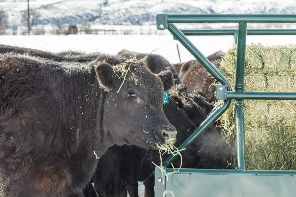 Hay Feeders - Behlen Country V - Smart Feeder - Behlen Country