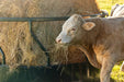 Bale Feeders - Behlen Hay Guard Round Bale Feeder - Behlen Country