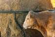 Bale Feeders - Behlen Hay Guard Round Bale Feeder - Behlen Country