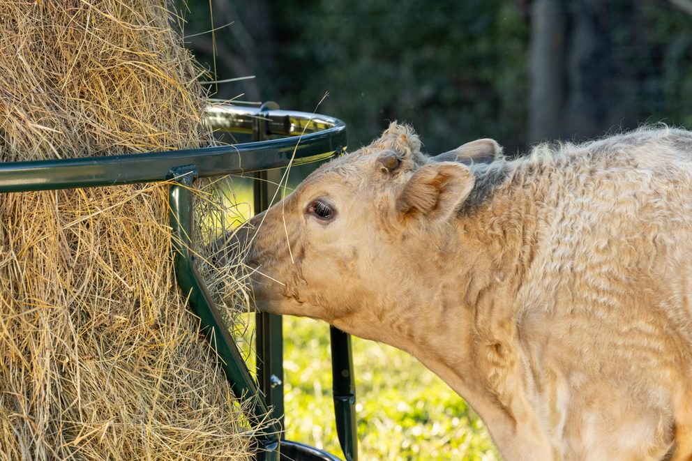 Bale Feeders - Behlen Hay Guard Round Bale Feeder - Behlen Country