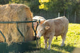 Bale Feeders - Behlen Hay Guard Round Bale Feeder - Behlen Country