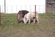 Fencing - Lakeland 34″ Wire Mesh Hog Panels - Lakeland Farm and Ranch