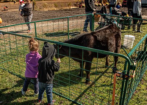 Panels & Gates - Lakeland 36″ High - Wire Mesh Divider Panel/Gate - Lakeland Farm and Ranch