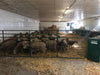 Panels & Gates - Lakeland 48″ High Wire Mesh Divider Panel / Gate - Lakeland Farm and Ranch
