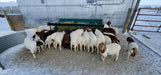 Bale Feeders - Lakeland 8ft Small Tombstone Bale Feeder - Lakeland Farm and Ranch