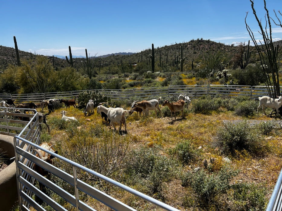 Panels & Gates - Lakeland Aluminum Easy Panel - Lakeland Farm and Ranch