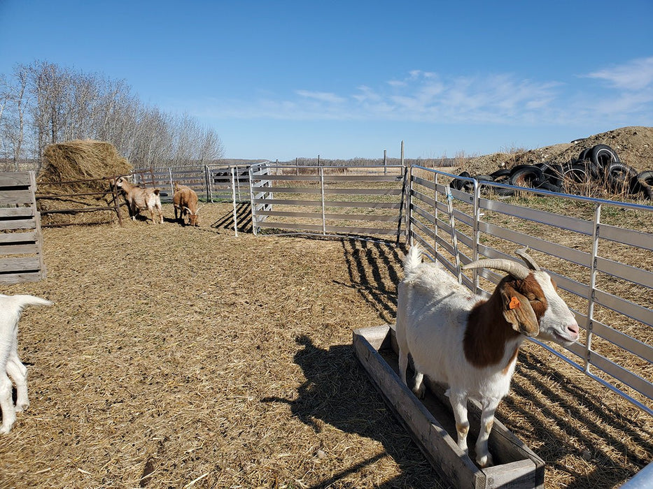 Panels & Gates - Lakeland Aluminum Easy Panel - Lakeland Farm and Ranch