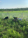 Panels & Gates - Lakeland Aluminum Easy Panel - Lakeland Farm and Ranch