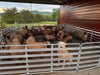 Panels & Gates - Lakeland Aluminum Easy Panel - Lakeland Farm and Ranch