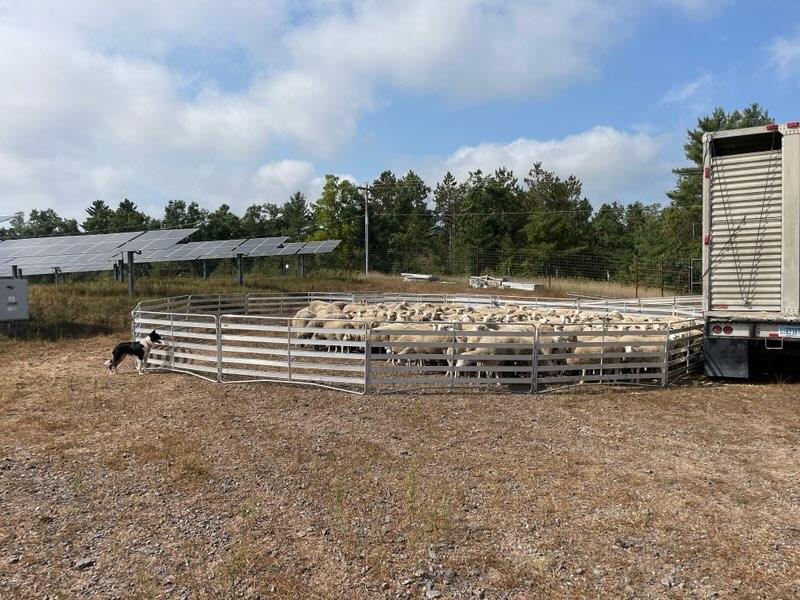 Panels & Gates - Lakeland Aluminum Easy Panel - Lakeland Farm and Ranch
