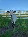 Panels & Gates - Lakeland Aluminum Easy Panel - Lakeland Farm and Ranch