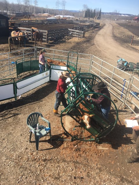 Handling Equipment - Lakeland Calf Tip Table - Lakeland Farm and Ranch