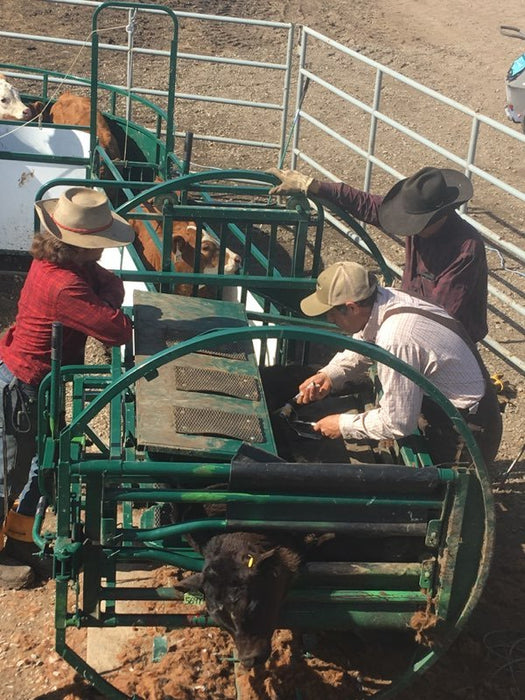Handling Equipment - Lakeland Calf Tip Table - Lakeland Farm and Ranch